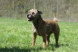 BORDER TERRIER 078